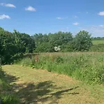 Pheasants Wander At Rosewyn